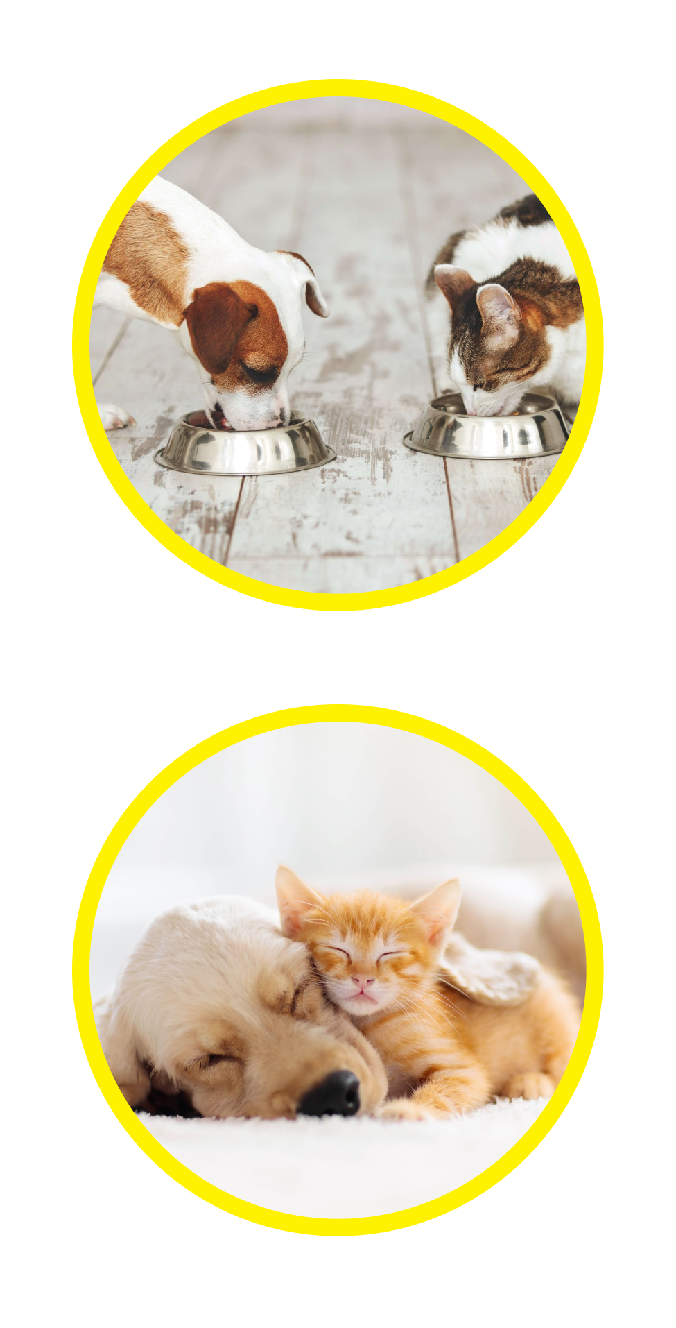 Forever pals cat litter clearance