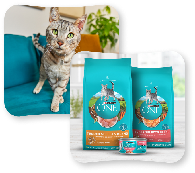 Purina ONE cat food