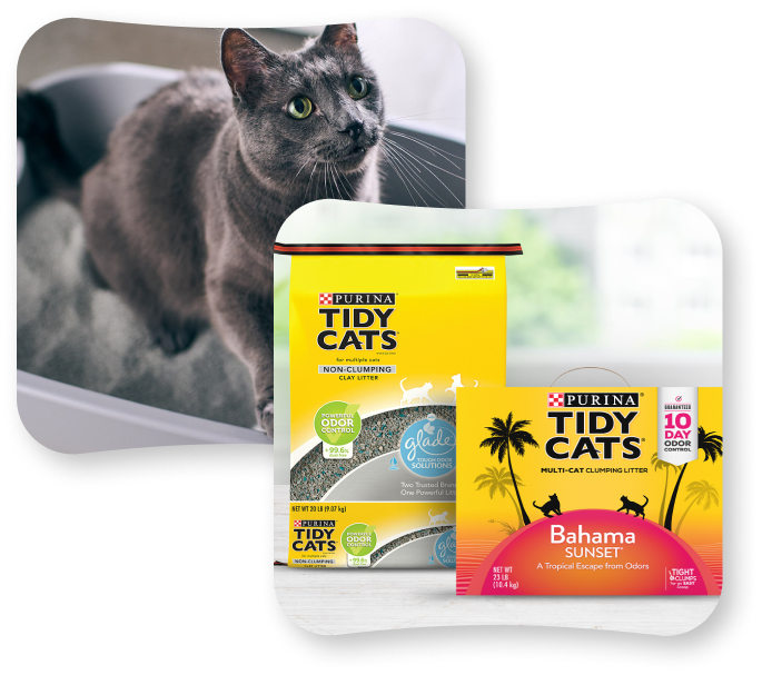 Tidy Cat kitty litter