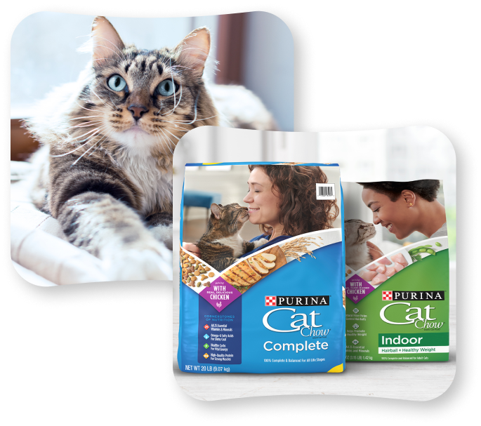 Purina cat show