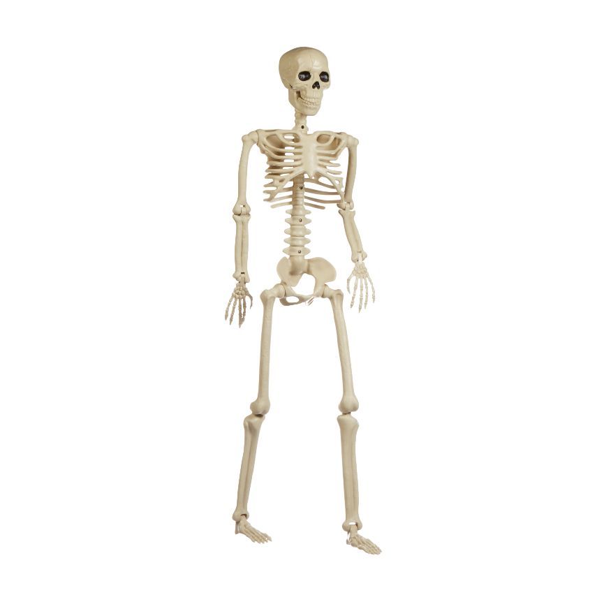 Posable 36" Skeleton Figure